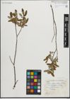 Foto von Salix pedicellaris Pursh